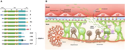 Glial fibrillary acidic protein